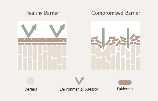 A diagram of a healthy skin barrier.